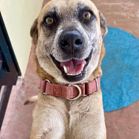 adopt a pet