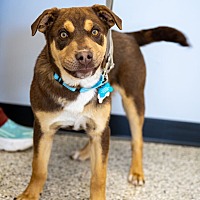 adopt a pet