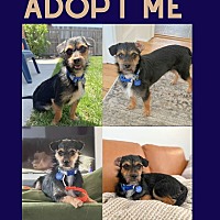 adopt a pet