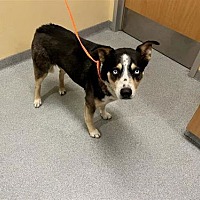 adopt a pet