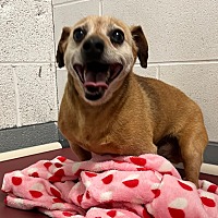 adopt a pet