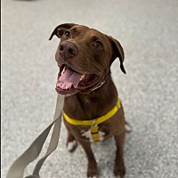 adopt a pet