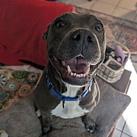 adopt a pet