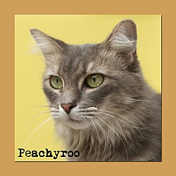 Thumbnail photo of Peachyroo #1