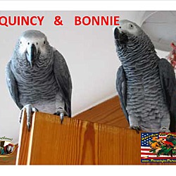 Thumbnail photo of 1 or 2 African Grey’s #1