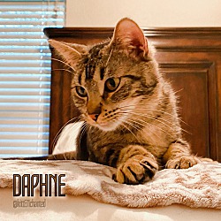 Thumbnail photo of Daphne #4