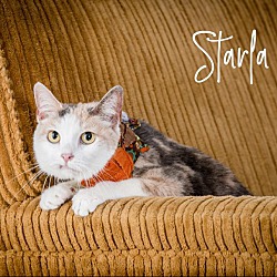 Thumbnail photo of Starla #3