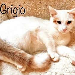 Photo of Grigio *kitten*
