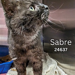 Thumbnail photo of Sabre - $55 Adoption Fee Special #2