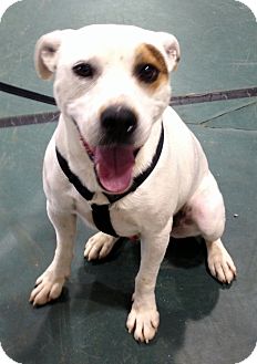 jack russell staffordshire terrier mix