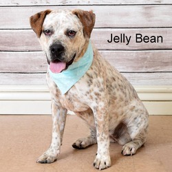 Thumbnail photo of Jelly Bean #2