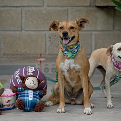 bonded pet photo