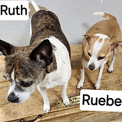 Thumbnail photo of Rueben #3