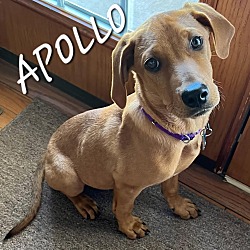 Thumbnail photo of Apollo #1