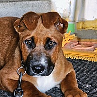 adopt a pet