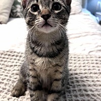 adopt-pet