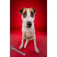adopt-pet
