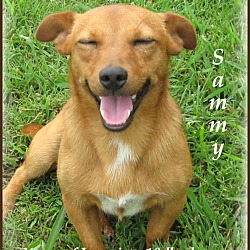 Thumbnail photo of Sammy-One Good Dog! #1