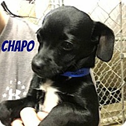Photo of Chapo