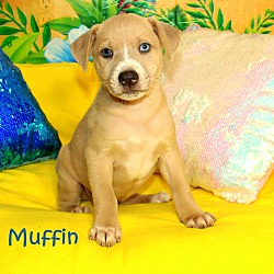 Thumbnail photo of Stud Muffin~adopted! #2
