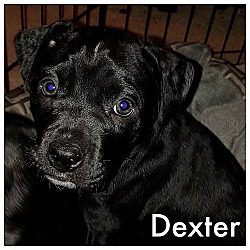 Thumbnail photo of Dexter #1