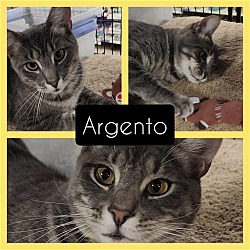 Thumbnail photo of Argento #1