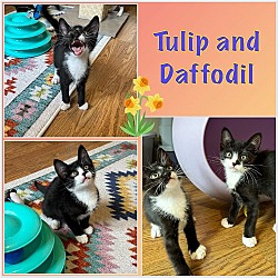 Thumbnail photo of Tulip and Daffodill  - adorable sisters ! #2