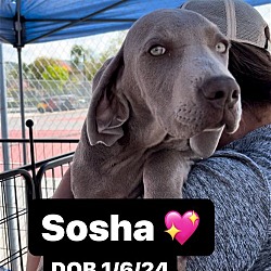 Thumbnail photo of Sosha #2