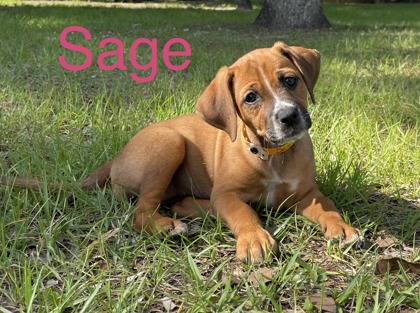 Photo of SAGE