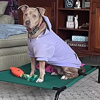 adopt a pet