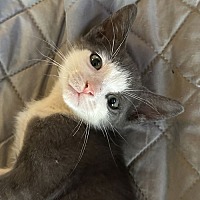 adopt a pet