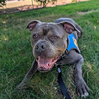 adopt a pet