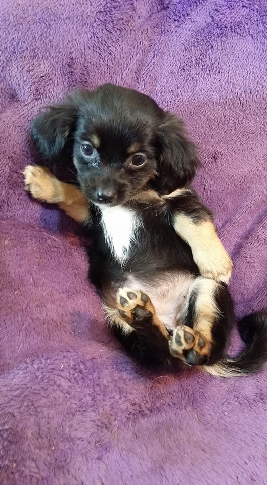 Havanese dachshund mix puppies for sale new arrivals