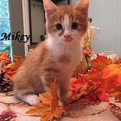 Thumbnail photo of Mikey - Adopted January 2017 #3