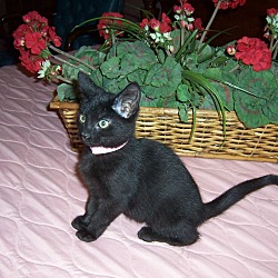Thumbnail photo of Buffy-Baby kitten #3