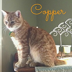 Thumbnail photo of Copper #1