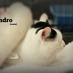 Thumbnail photo of Sondro #2