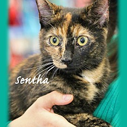 Thumbnail photo of Senta #1