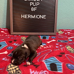 Thumbnail photo of Hermione #2