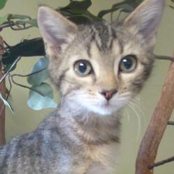 Heartland Pet Connection In Hastings Nebraska