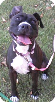 Redding Ca American Staffordshire Terrier Meet Sammi A Pet For