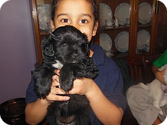 Cincinnati Oh Shih Tzu Meet Kylie A Pet For Adoption
