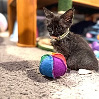 adopt a pet