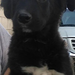 Thumbnail photo of Pantera (in adoption process) #2