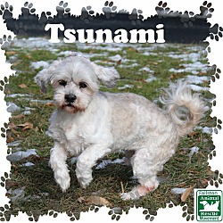 Thumbnail photo of Tsunami #4