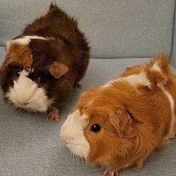 Thumbnail photo of Latte and Nugget #3