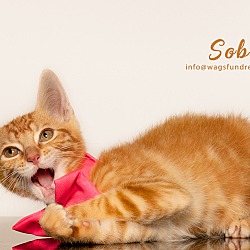 Thumbnail photo of Soba #1