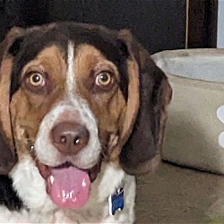 Photo of Banjo