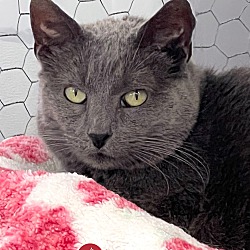 Photo of Glimmer