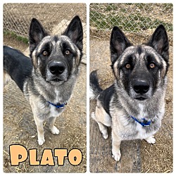 Photo of Plato